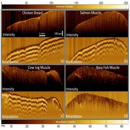 Fiber-Based Polarization Diversity Detection for Polarization-Sensitive Optical Coherence Tomography