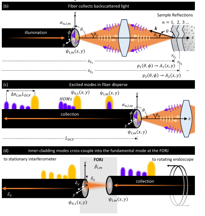 Multipath artifacts enable angular contrast in multimodal endoscopic optical coherence tomography