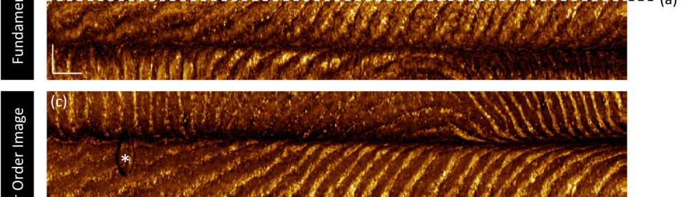Multipath artifacts enable angular contrast in multimodal endoscopic optical coherence tomography