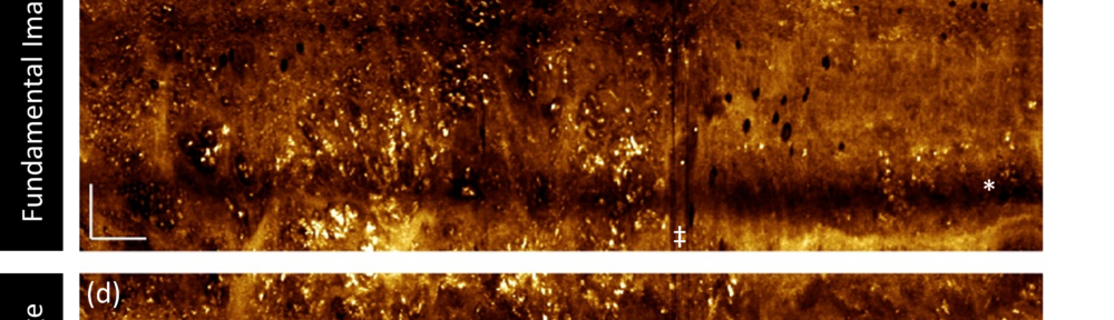 2023 Outstanding Trainee Publication Awards