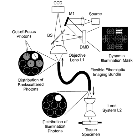 Fiber-optic confocal microscopy using a spatial light modulator